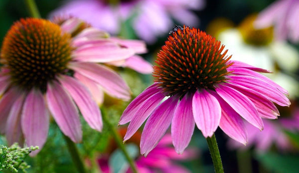 Echinacea per difese immunitarie: proprietà e controindicazioni