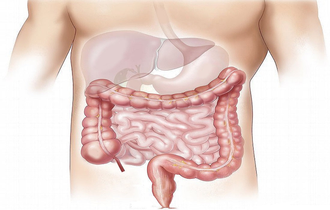 intestino lunghezza