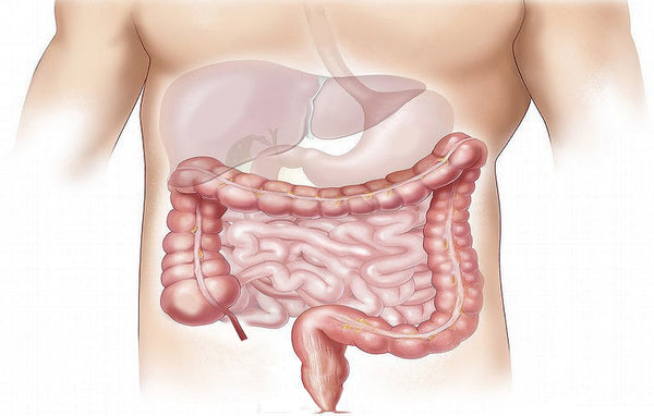 Lunghezza intestino: quanto è lungo?