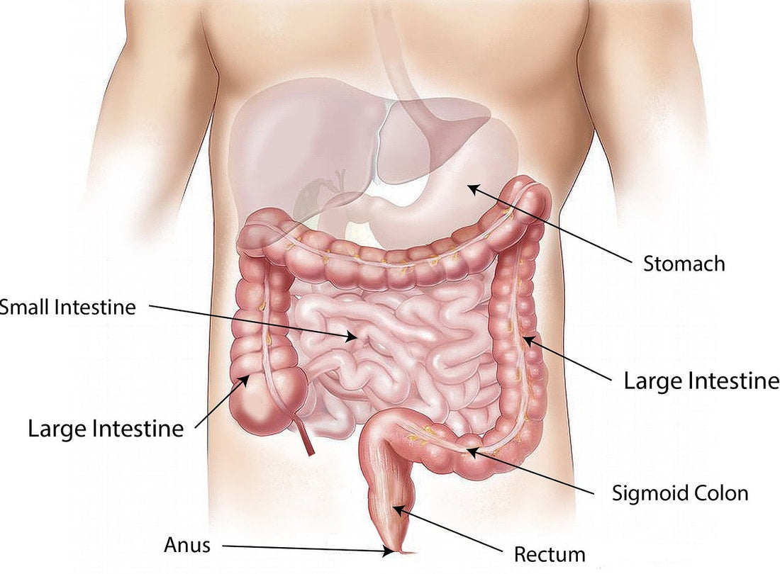 intestino crasso lunghezza