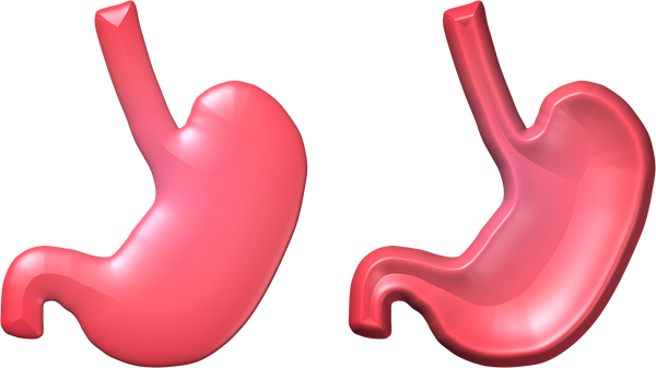 Da cosa dipendono i tempi di digestione?